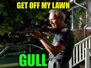 Gran torino rifle | GET OFF MY LAWN GULL | image tagged in gran torino rifle | made w/ Imgflip meme maker