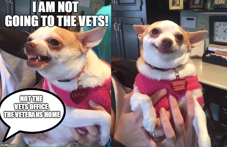 chihuahua meme | I AM NOT GOING TO THE VETS! NOT THE VETS OFFICE, THE VETERANS HOME | image tagged in chihuahua meme | made w/ Imgflip meme maker