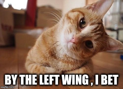 Curious Question Cat | BY THE LEFT WING , I BET | image tagged in curious question cat | made w/ Imgflip meme maker