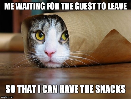 cute and funny animal pictures 6 | ME WAITING FOR THE GUEST TO LEAVE; SO THAT I CAN HAVE THE SNACKS | image tagged in cute and funny animal pictures 6 | made w/ Imgflip meme maker