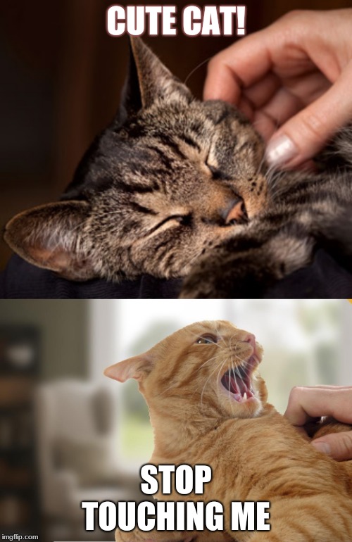 CUTE CAT! STOP TOUCHING ME | image tagged in memes,cats | made w/ Imgflip meme maker