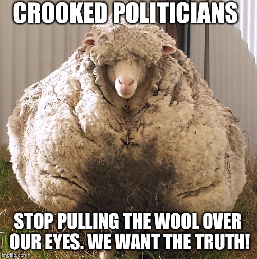 Wooly sheep | CROOKED POLITICIANS; STOP PULLING THE WOOL OVER OUR EYES.
WE WANT THE TRUTH! | image tagged in wooly sheep | made w/ Imgflip meme maker