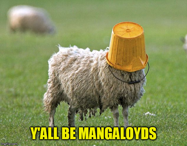 stupid sheep | Y'ALL BE MANGALOYDS | image tagged in stupid sheep | made w/ Imgflip meme maker