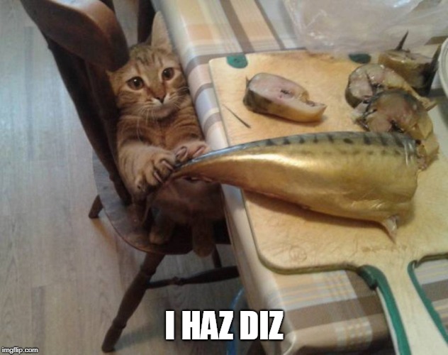 Cat burglar ?  | I HAZ DIZ | image tagged in cats,theft | made w/ Imgflip meme maker