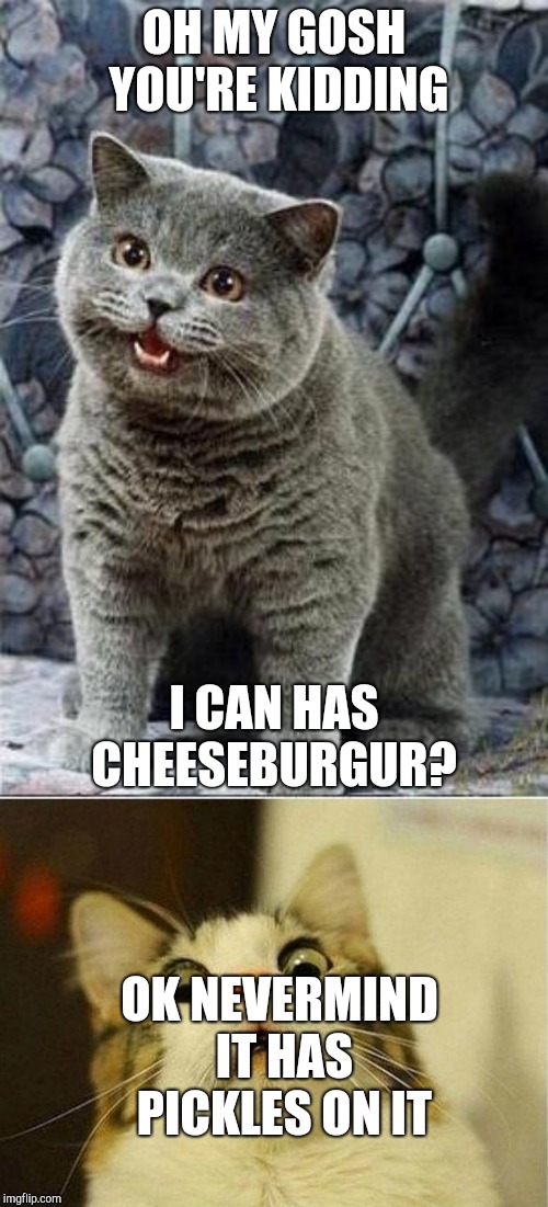 OH MY GOSH YOU'RE KIDDING; I CAN HAS CHEESEBURGUR? OK NEVERMIND IT HAS PICKLES ON IT | image tagged in memes,scared cat,i can has cheezburger cat | made w/ Imgflip meme maker