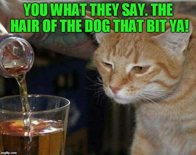 sad cat drinking booze | YOU WHAT THEY SAY. THE HAIR OF THE DOG THAT BIT YA! | image tagged in sad cat drinking booze | made w/ Imgflip meme maker