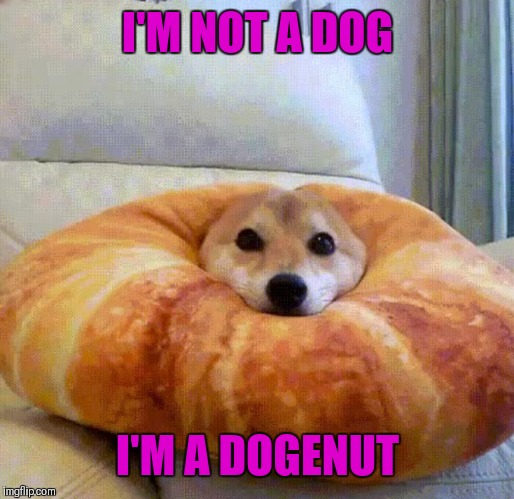 Dogenut | I'M NOT A DOG; I'M A DOGENUT | image tagged in memes,funny,doge,doughnuts,dogs,44colt | made w/ Imgflip meme maker