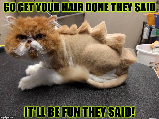 GO GET YOUR HAIR DONE THEY SAID; IT'LL BE FUN THEY SAID! | image tagged in it'll be fun | made w/ Imgflip meme maker