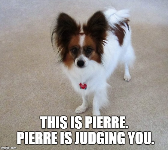 Pierre is judging you | THIS IS PIERRE. PIERRE IS JUDGING YOU. | image tagged in dog,mean judge,papillon,judgemental | made w/ Imgflip meme maker