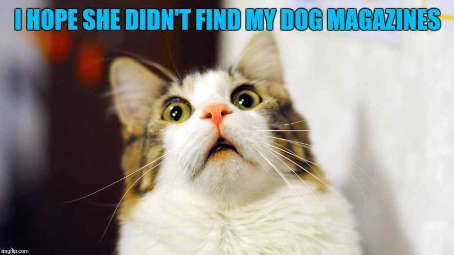When Shes Been Looking Through You Stuff | I HOPE SHE DIDN'T FIND MY DOG MAGAZINES | image tagged in magazines,dog,cat,cat memes | made w/ Imgflip meme maker
