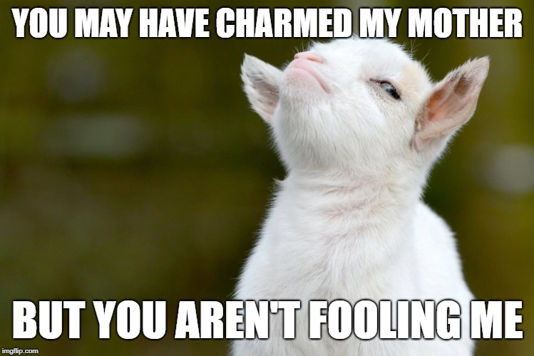 YOU MAY HAVE CHARMED MY MOTHER; BUT YOU AREN'T FOOLING ME | image tagged in proud baby goat | made w/ Imgflip meme maker