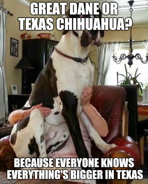 GREAT DANE OR TEXAS CHIHUAHUA? BECAUSE EVERYONE KNOWS EVERYTHING'S BIGGER IN TEXAS | image tagged in great dane | made w/ Imgflip meme maker
