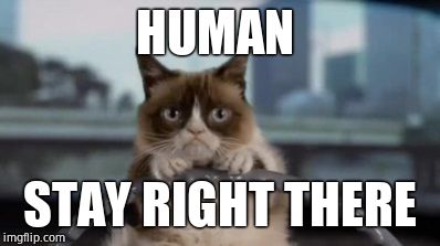 Grumpy cat driving | HUMAN; STAY RIGHT THERE | image tagged in grumpy cat driving | made w/ Imgflip meme maker