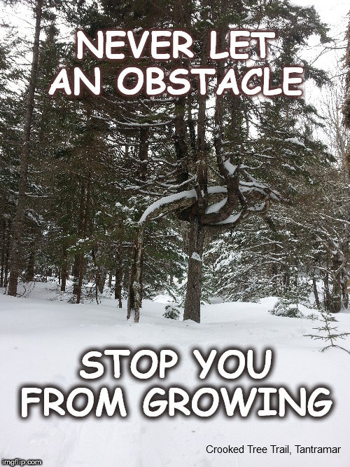 Encouragement from Nature | NEVER LET AN OBSTACLE; STOP YOU FROM GROWING; Crooked Tree Trail, Tantramar | image tagged in nature,encouragement,keep going,keep growing | made w/ Imgflip meme maker