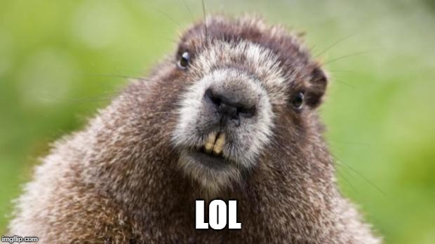 Mr Beaver | LOL | image tagged in mr beaver | made w/ Imgflip meme maker