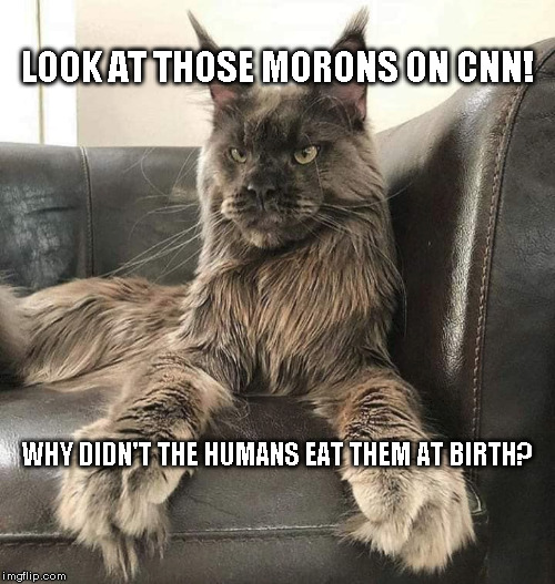 Patton the cat has no use for cnn | LOOK AT THOSE MORONS ON CNN! WHY DIDN'T THE HUMANS EAT THEM AT BIRTH? | image tagged in cat,cnn fake news | made w/ Imgflip meme maker