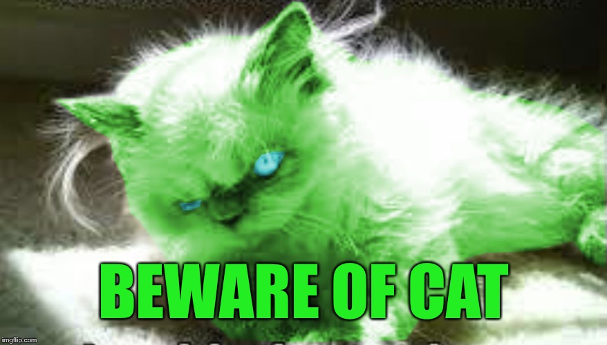 mad raycat | BEWARE OF CAT | image tagged in mad raycat | made w/ Imgflip meme maker