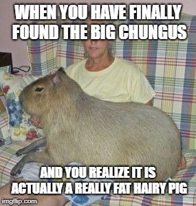 The new big chungus |  WHEN YOU HAVE FINALLY FOUND THE BIG CHUNGUS; AND YOU REALIZE IT IS ACTUALLY A REALLY FAT HAIRY PIG | image tagged in the new big chungus | made w/ Imgflip meme maker