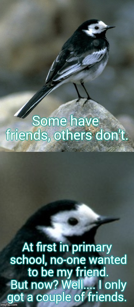 Clinically Depressed Pied Wagtail | Some have friends, others don't. At first in primary school, no-one wanted to be my friend. But now? Well.... I only got a couple of friends | image tagged in clinically depressed pied wagtail | made w/ Imgflip meme maker