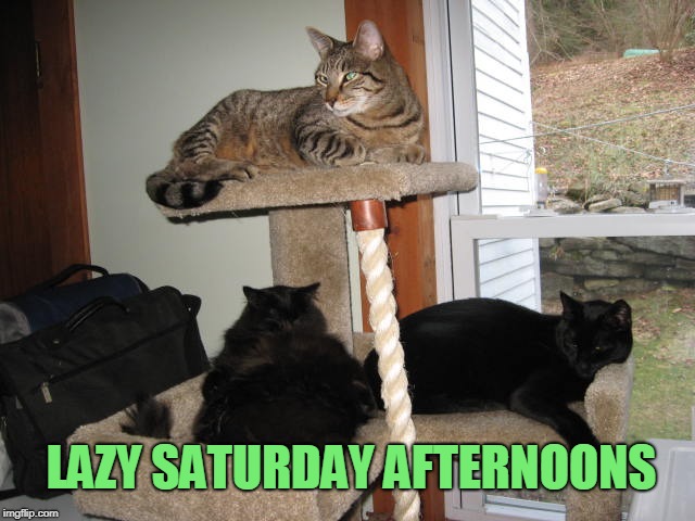 Or as cats call it, daytime | LAZY SATURDAY AFTERNOONS | image tagged in cats | made w/ Imgflip meme maker