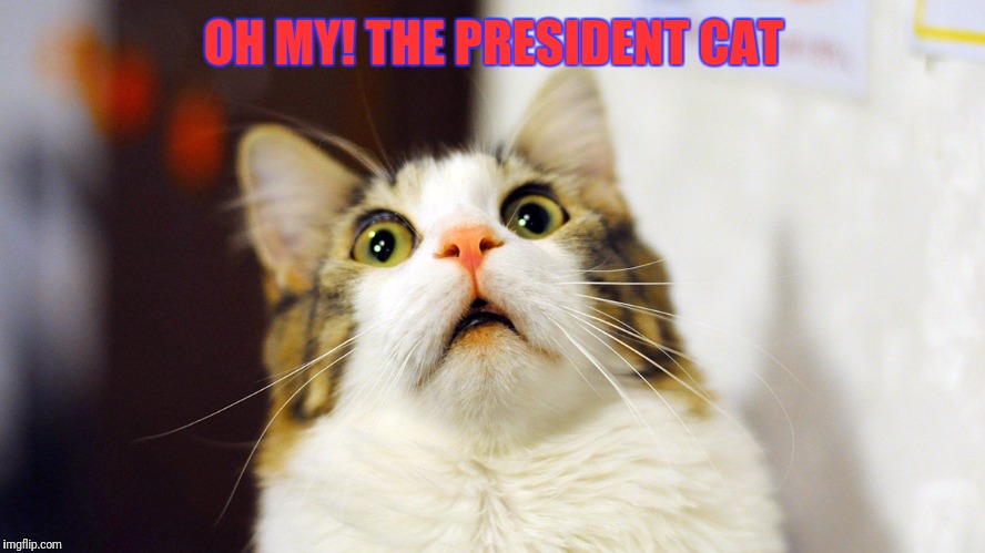OH MY! THE PRESIDENT CAT | made w/ Imgflip meme maker