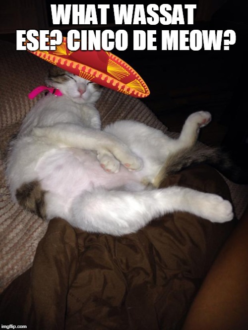 Mexican cat  | WHAT WASSAT ESE? CINCO DE MEOW? | image tagged in mexican cat | made w/ Imgflip meme maker