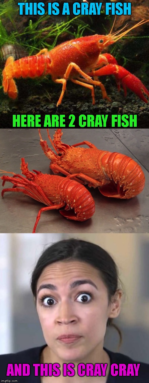 There's a difference between a little Cray and then there's Full Fledged Cray Cray... | THIS IS A CRAY FISH; HERE ARE 2 CRAY FISH; AND THIS IS CRAY CRAY | image tagged in she wants to,get rid of cows,get rid of planes,build trains across the ocean,and get rid of nuclear energy,alexandria ocasio cor | made w/ Imgflip meme maker