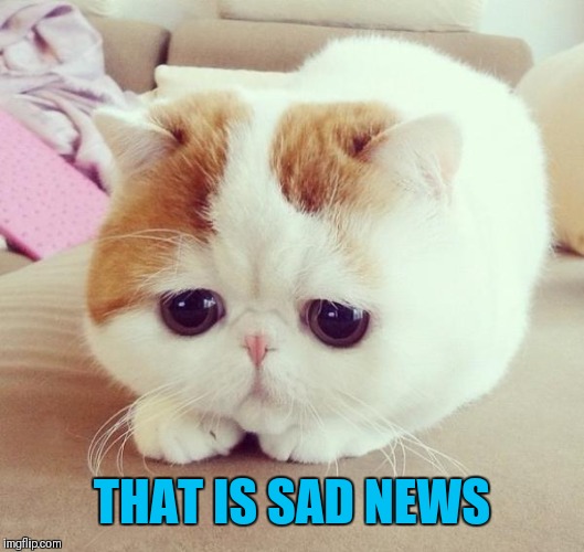 Sad Cat | THAT IS SAD NEWS | image tagged in sad cat | made w/ Imgflip meme maker