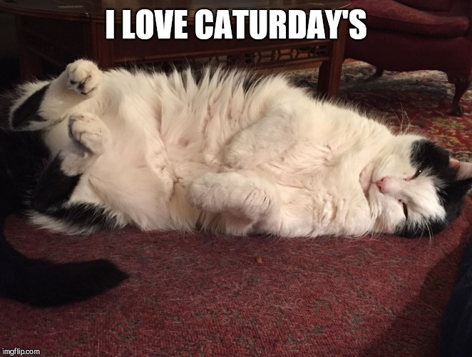 Napping Cat | I LOVE CATURDAY'S | image tagged in napping cat | made w/ Imgflip meme maker