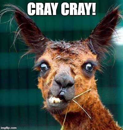llama cray cray | CRAY CRAY! | image tagged in llama cray cray | made w/ Imgflip meme maker