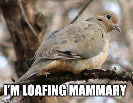 Mourning Dove | I’M LOAFING MAMMARY | image tagged in mourning dove | made w/ Imgflip meme maker