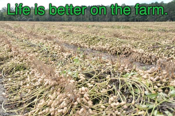 Life is better on the farm. | image tagged in peanut,farmer,farm | made w/ Imgflip meme maker