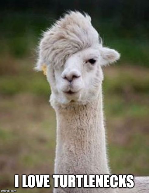 Hipster Llama | I LOVE TURTLENECKS | image tagged in hipster llama | made w/ Imgflip meme maker