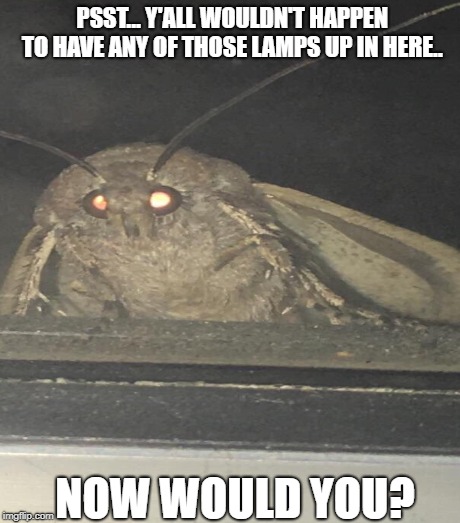 PSST... Y'ALL WOULDN'T HAPPEN TO HAVE ANY OF THOSE LAMPS UP IN HERE.. NOW WOULD YOU? | image tagged in moth | made w/ Imgflip meme maker