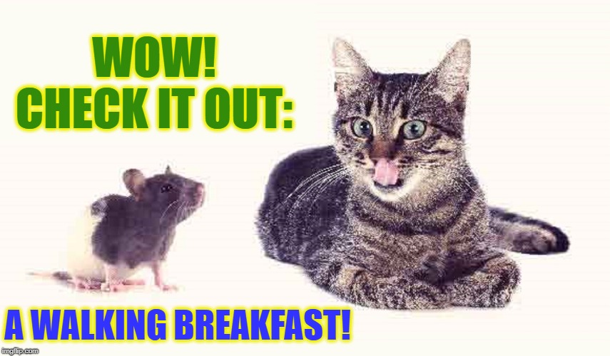 YUM YUM YUM! | WOW! CHECK IT OUT: A WALKING BREAKFAST! | image tagged in vince vance,tom and jerry,cat and mouse,hungry cat,here kitty kitty,cats | made w/ Imgflip meme maker