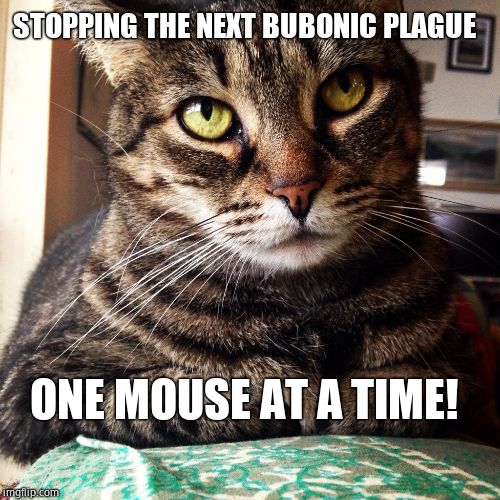 Tabby Cat | ONE MOUSE AT A TIME! STOPPING THE NEXT BUBONIC PLAGUE | image tagged in tabby cat | made w/ Imgflip meme maker
