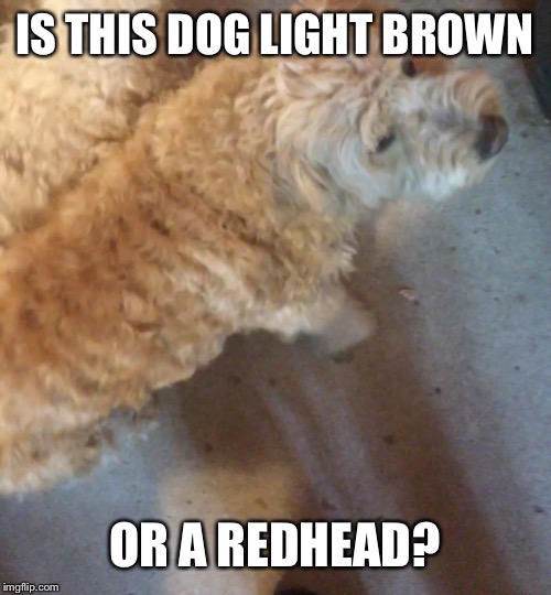 Color Confusion | IS THIS DOG LIGHT BROWN; OR A REDHEAD? | image tagged in redhead,dog,funny memes,funny | made w/ Imgflip meme maker