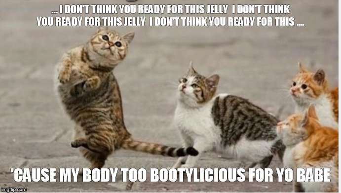 Cat Nippin  | … I DON'T THINK YOU READY FOR THIS JELLY 
I DON'T THINK YOU READY FOR THIS JELLY 
I DON'T THINK YOU READY FOR THIS .... 'CAUSE MY BODY TOO BOOTYLICIOUS FOR YO BABE | image tagged in funny cats | made w/ Imgflip meme maker