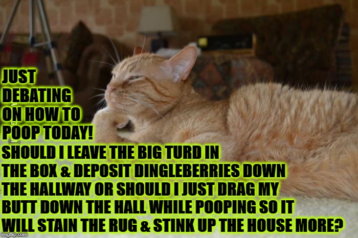 JUST DEBATING ON HOW TO POOP TODAY! SHOULD I LEAVE THE BIG TURD IN THE BOX & DEPOSIT DINGLEBERRIES DOWN THE HALLWAY OR SHOULD I JUST DRAG MY BUTT DOWN THE HALL WHILE POOPING SO IT WILL STAIN THE RUG & STINK UP THE HOUSE MORE? | image tagged in cat debate | made w/ Imgflip meme maker