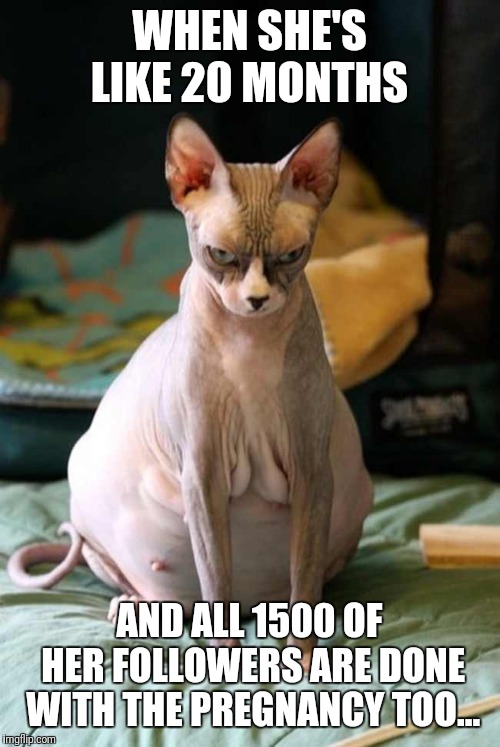 Pregnant Cat | WHEN SHE'S LIKE 20 MONTHS; AND ALL 1500 OF HER FOLLOWERS ARE DONE WITH THE PREGNANCY TOO... | image tagged in pregnant cat | made w/ Imgflip meme maker