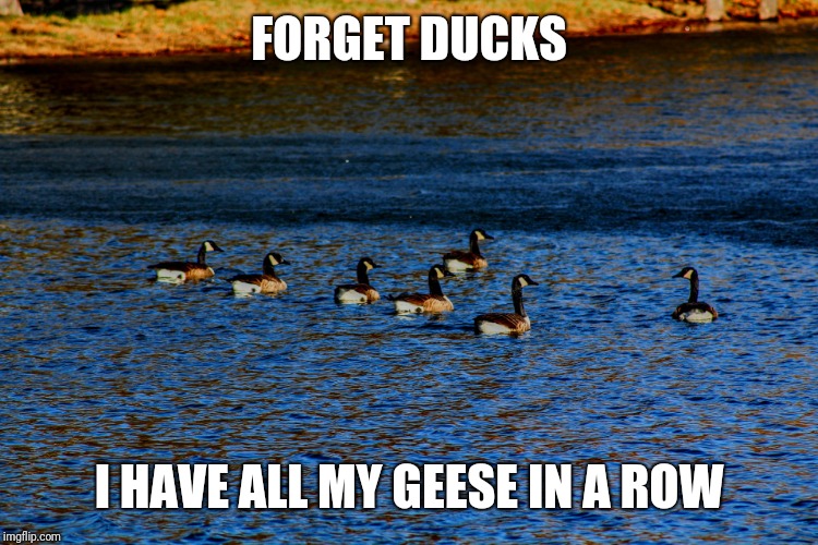 Geese in a row | FORGET DUCKS; I HAVE ALL MY GEESE IN A ROW | image tagged in geese in a row | made w/ Imgflip meme maker