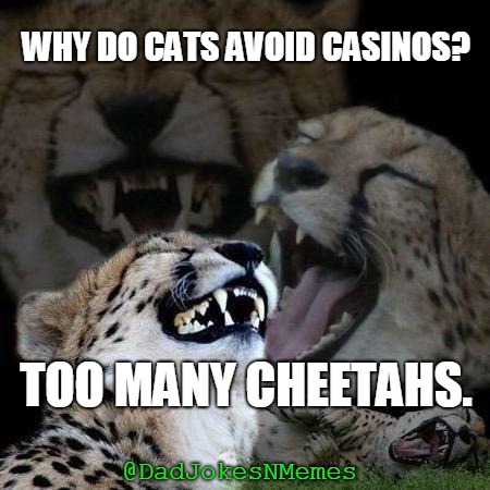 Playing poker with these guys would be a 'cat'-astrophe. (ahem)  | WHY DO CATS AVOID CASINOS? TOO MANY CHEETAHS. @DadJokesNMemes | image tagged in laughing cheetah,meme,dadjokesandmemes | made w/ Imgflip meme maker