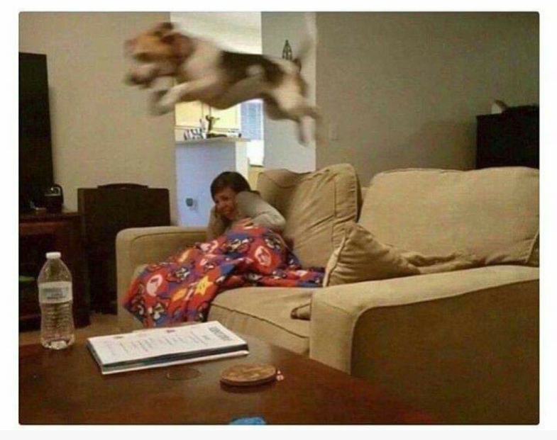 Dog jump over couch Blank Meme Template