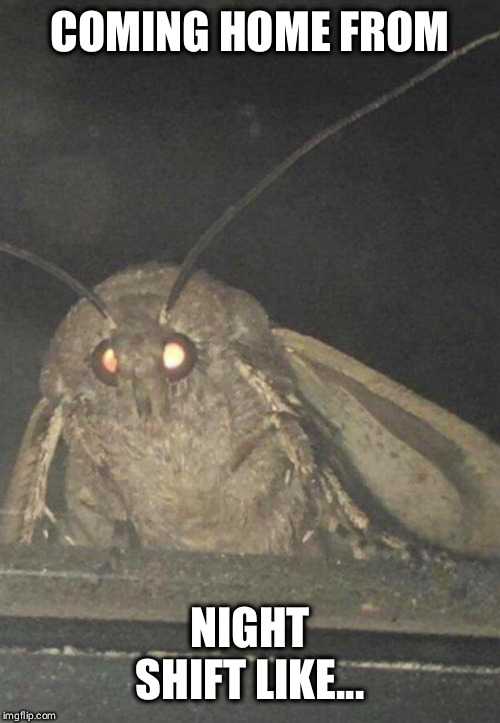 Moth | COMING HOME FROM; NIGHT SHIFT LIKE... | image tagged in moth | made w/ Imgflip meme maker