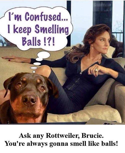 Ask any Rottweiler, Brucie. You're always gonna smell like balls!  | Ask any Rottweiler, Brucie. You're always gonna smell like balls! | image tagged in bruce jenner,caitlyn jenner,ask any rottweiler,balls,cojones,gender bender | made w/ Imgflip meme maker