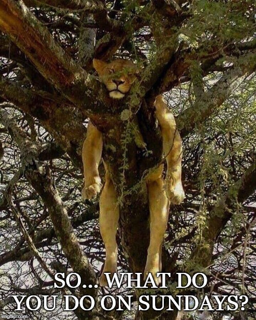 SO... WHAT DO YOU DO ON SUNDAYS? | image tagged in lion | made w/ Imgflip meme maker