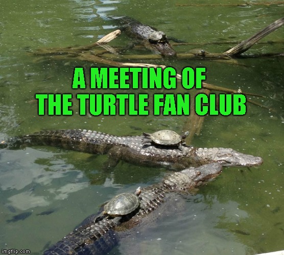A MEETING OF THE TURTLE FAN CLUB | made w/ Imgflip meme maker