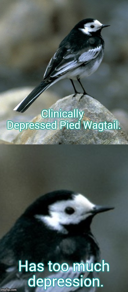 Clinically Depressed Pied Wagtail | Clinically Depressed Pied Wagtail. Has too much depression. | image tagged in clinically depressed pied wagtail | made w/ Imgflip meme maker