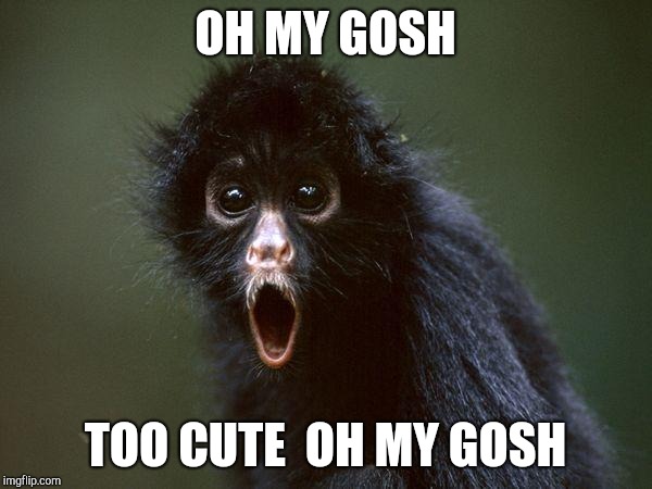 oh my gosh | OH MY GOSH TOO CUTE  OH MY GOSH | image tagged in oh my gosh | made w/ Imgflip meme maker