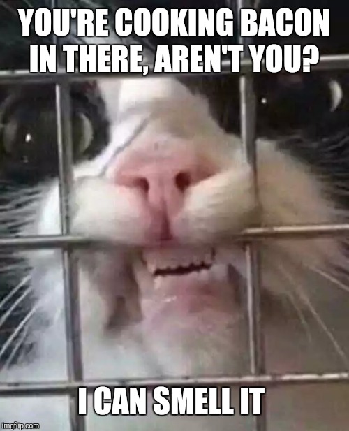 Don't lie to me | YOU'RE COOKING BACON IN THERE, AREN'T YOU? I CAN SMELL IT | image tagged in memes,cats,bacon | made w/ Imgflip meme maker